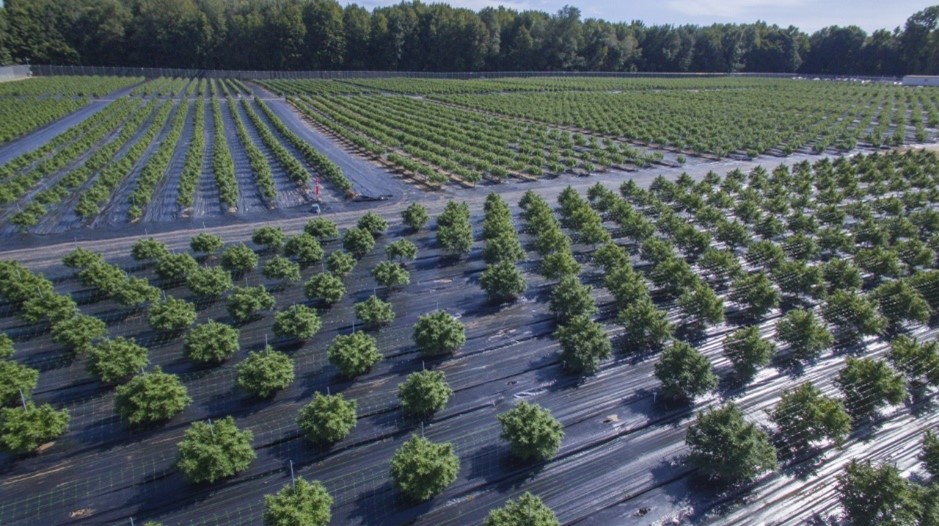 Cannabis Field of dreams