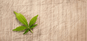 The Evolution of Cannabis: From Ancient Times to Modern Day