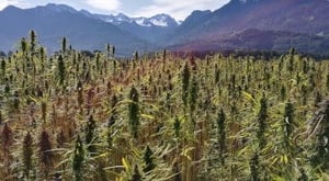 Diving into the World of Cannabis: An Overview of the Industry
