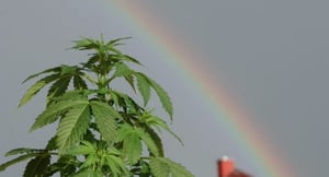 The Environmental Impact of Cannabis Cultivation: Pros and Cons