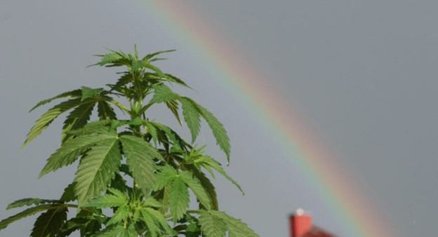 The Environmental Impact of Cannabis Cultivation: Pros and Cons